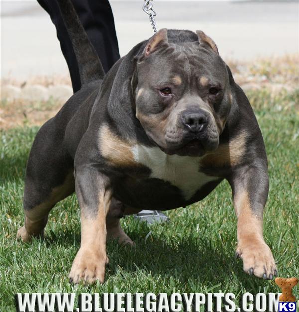 INTRODUCING ABKC CHAMPION CAVEMAN =====> BLUELEGACYPITS  IS THE #1 QUALITY PRODUCER OF TRICOLORS IN CALIFORNIA....   WE SET THE TRICOLOR TREND...